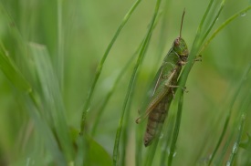 _IGP0418.jpg