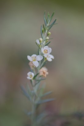 _IMG3750.jpg