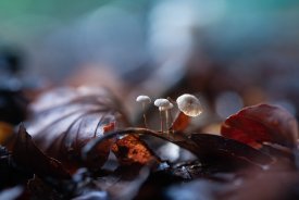_IMG2713.jpg