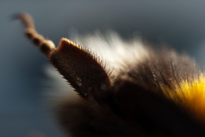 Hommel
