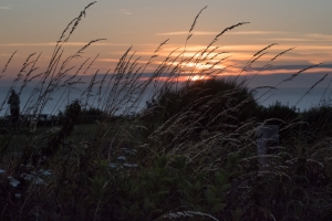 _IMG7382.jpg