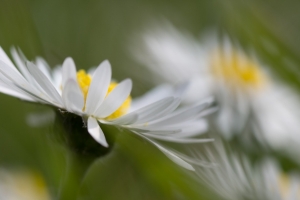 _IGP7194.jpg